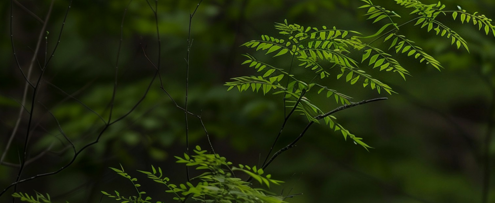 Green pinnate leaves on slender branches in a shadowy forest background.