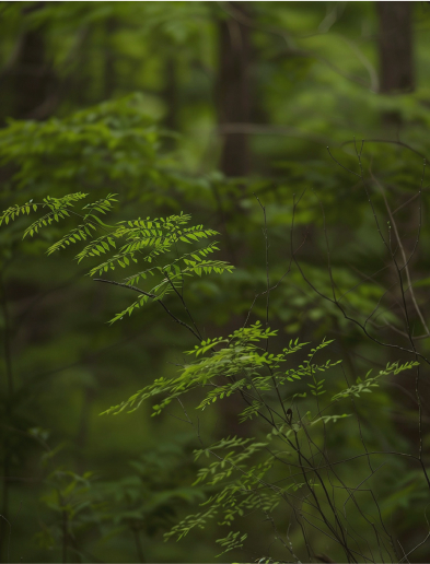 Green pinnate leaves on slender branches in a shadowy forest background.